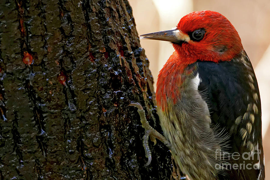  Red-breasted Sapsucker Photograph by Sue Harper