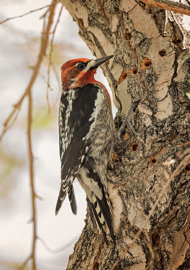 Red Breasted Sapsucker Working Photograph by Loree Johnson