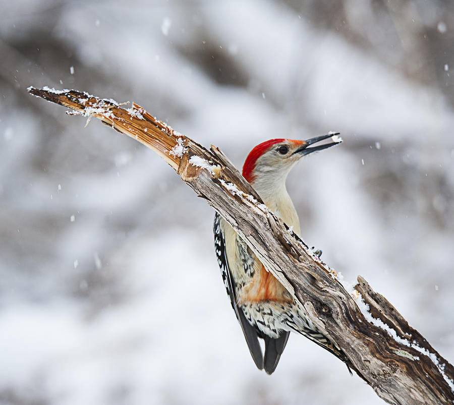 Wildlife Photograph - Red Breasted Woodpecker by Roni Chastain