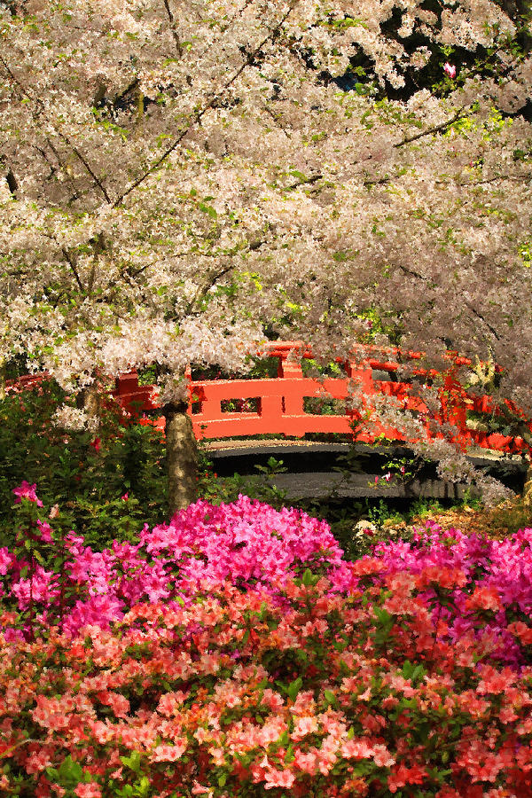 Red Bridge and Blossoms Photograph by James Eddy