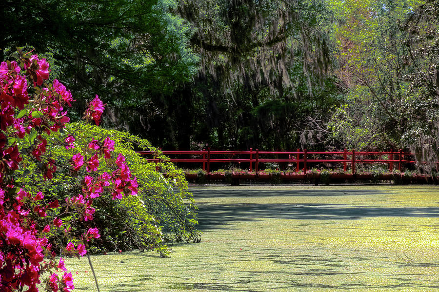 Magnolia Movie Photograph - Red Bridge Pond by DCat Images