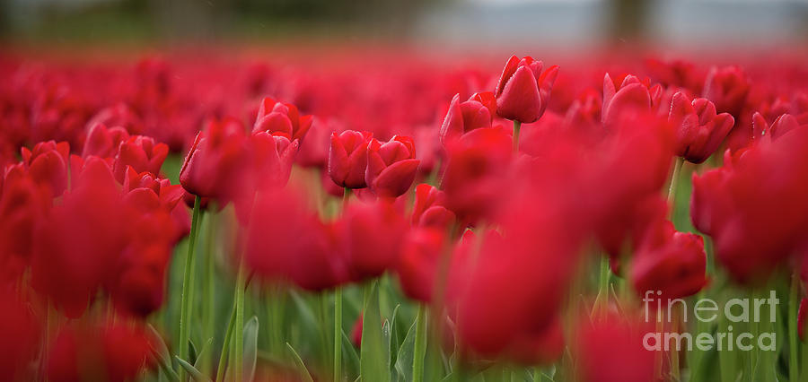 Red Brilliance Skagit Tulip Festival Photograph