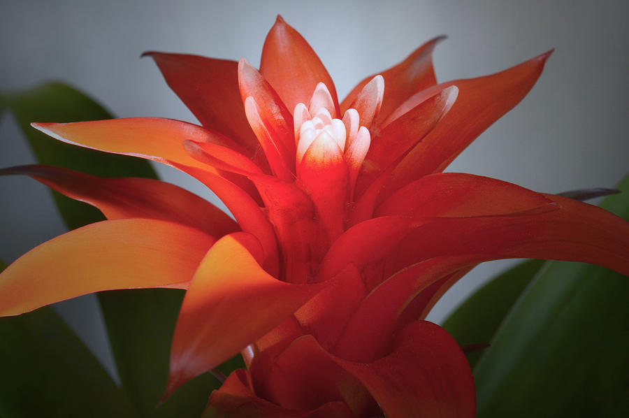 Red Bromeliad Bloom. Photograph by Terence Davis