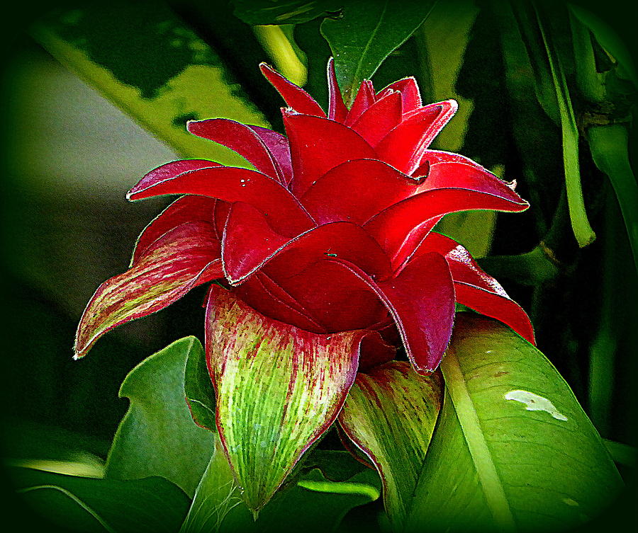 Red Bromeliad Photograph by Lori Seaman