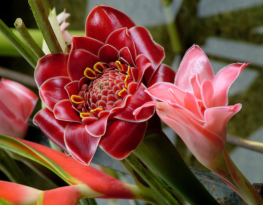 Red Bromeliads Photograph by Joel Gilgoff - Fine Art America