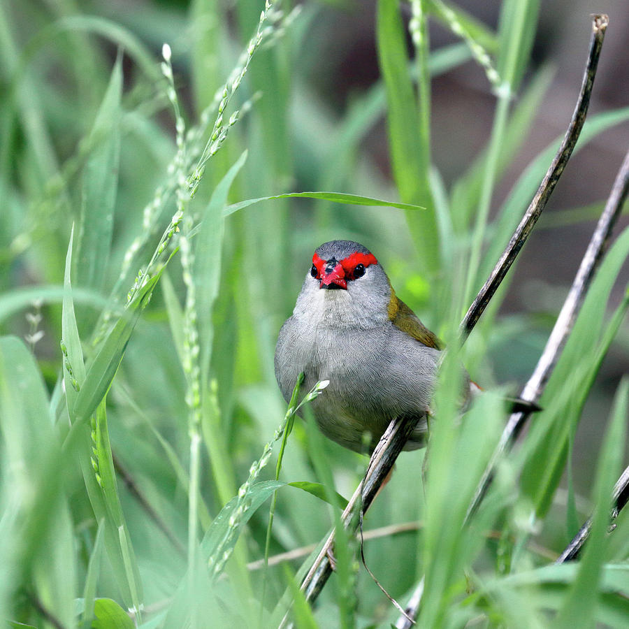 Red Browed Finch Photograph by Nicholas Blackwell