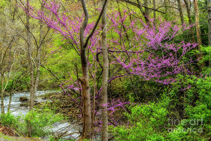 Red Bud and River Photograph by Thomas R Fletcher