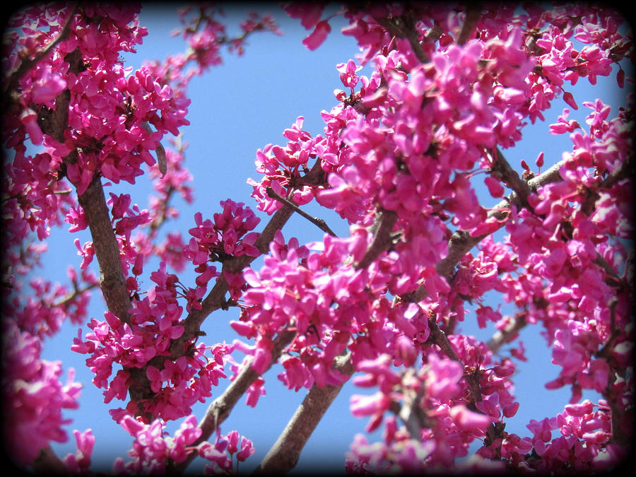 Red Bud Bloom Photograph By Lesli Sherwin - Fine Art America