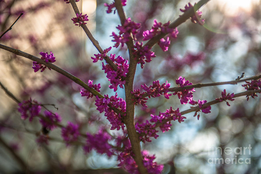 Red Bud Branches Photograph