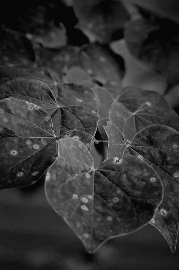 Red Bud BW Photograph by Maria Urso