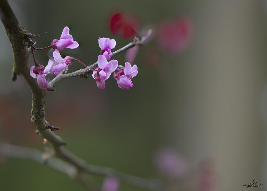 Spring Photograph - Redbud by Phil And Karen Rispin