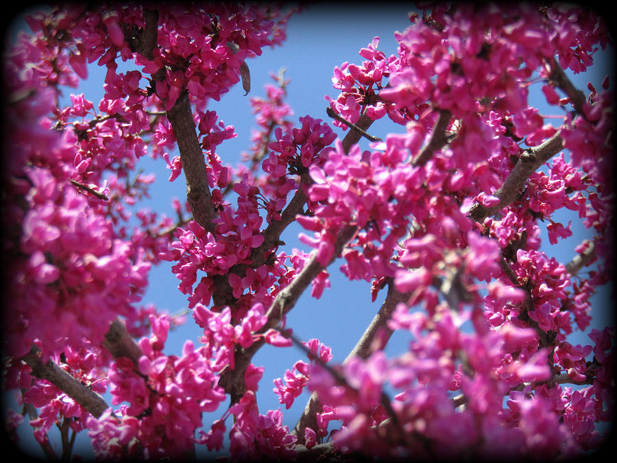 Red Bud Tree Photograph by Lesli Sherwin - Pixels