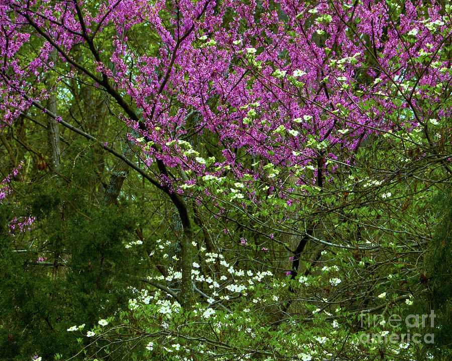Red buds and Dogwoods Photograph by Stanton Tubb