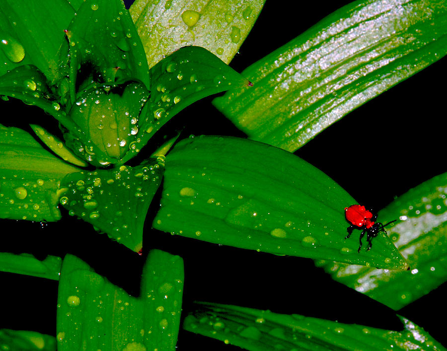Bug Photograph - Red Bug in the Rain by Mark Wiley Bug Photograph - Red Bug in the Rain by Mark Wiley
