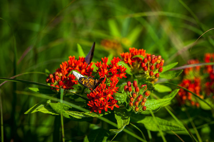 Red Butterfly Milkweed Photograph by Jeff Phillippi