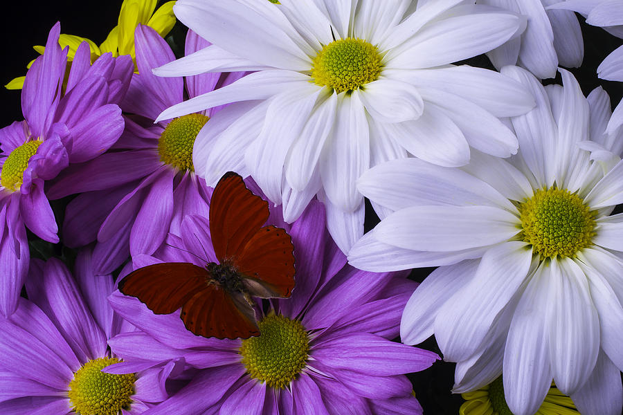 Daisy Photograph - Red Butterfly On Assorted Mums by Garry Gay