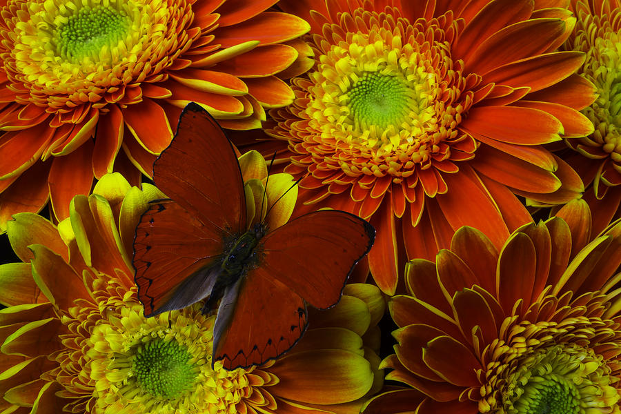 Daisy Photograph - Red Butterfly On Bright Mums by Garry Gay
