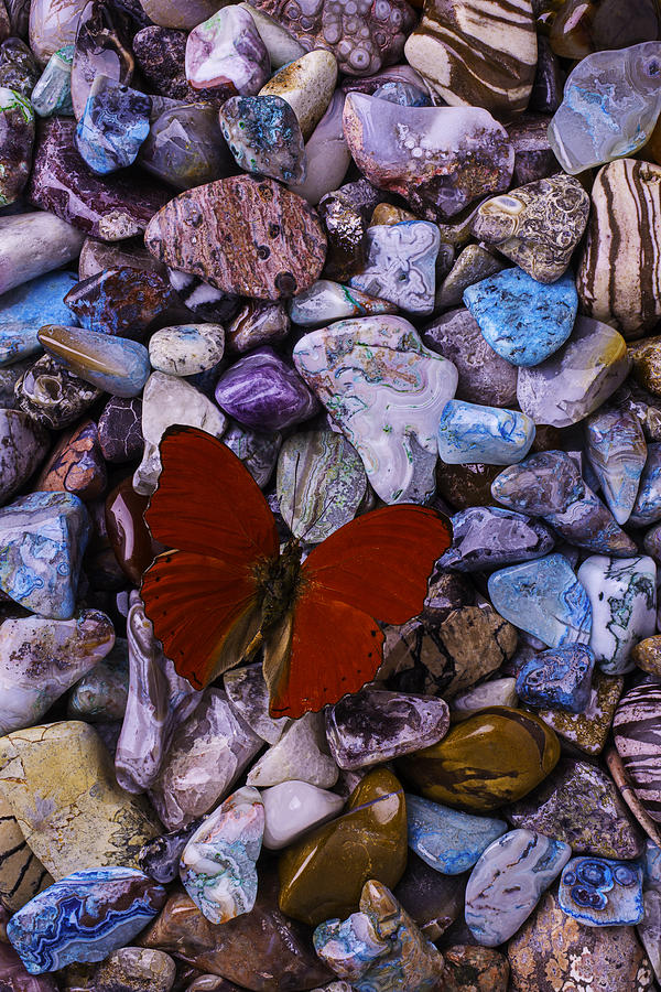 Red Butterfly On Colored Stones Photograph by Garry Gay