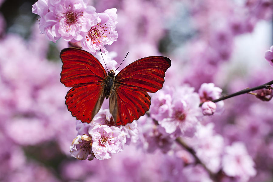 Butterfly Photograph - Red butterfly on plum  blossom branch by Garry Gay