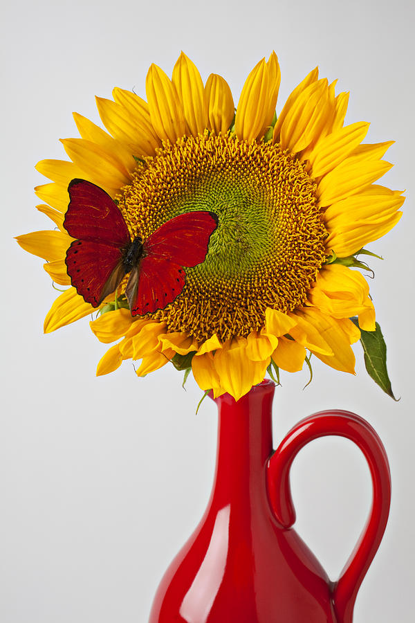 Insects Photograph - Red butterfly on sunflower on red pitcher by Garry Gay