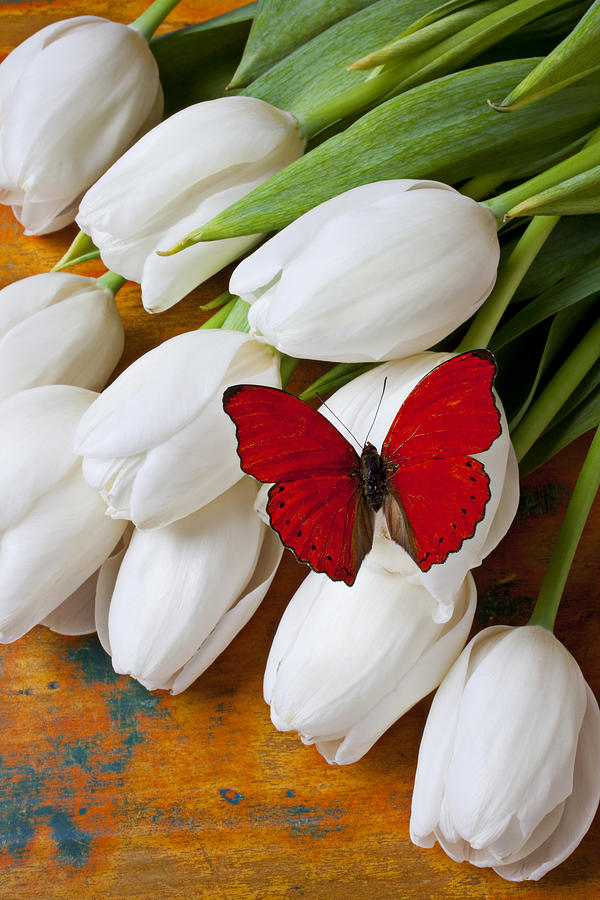 Flower Photograph - Red butterfly on white tulips by Garry Gay