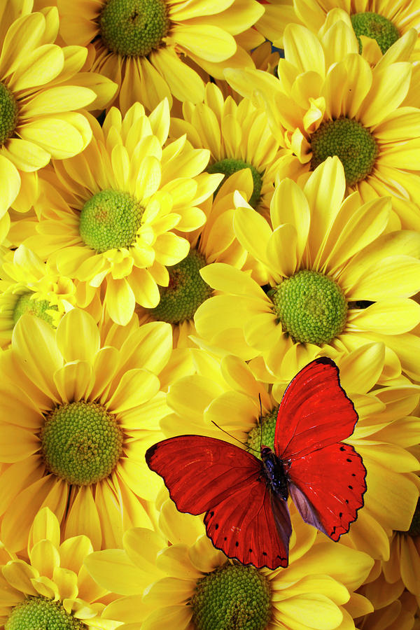 Still Life Photograph - Red butterfly on yellow mums by Garry Gay
