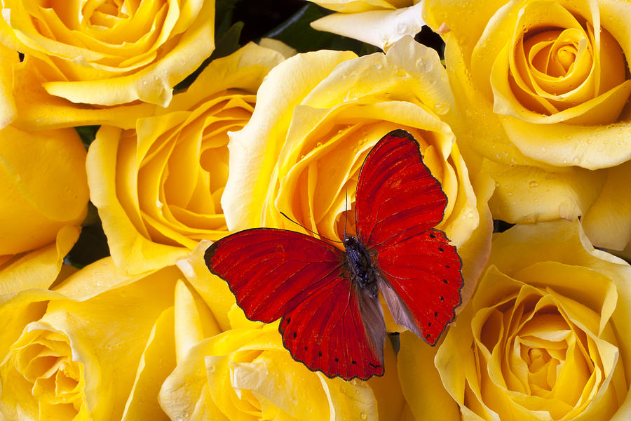 Butterfly Photograph - Red Butterfly on Yellow Roses by Garry Gay