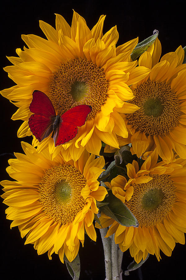 Red butterfly with four sunflowers Photograph by Garry Gay