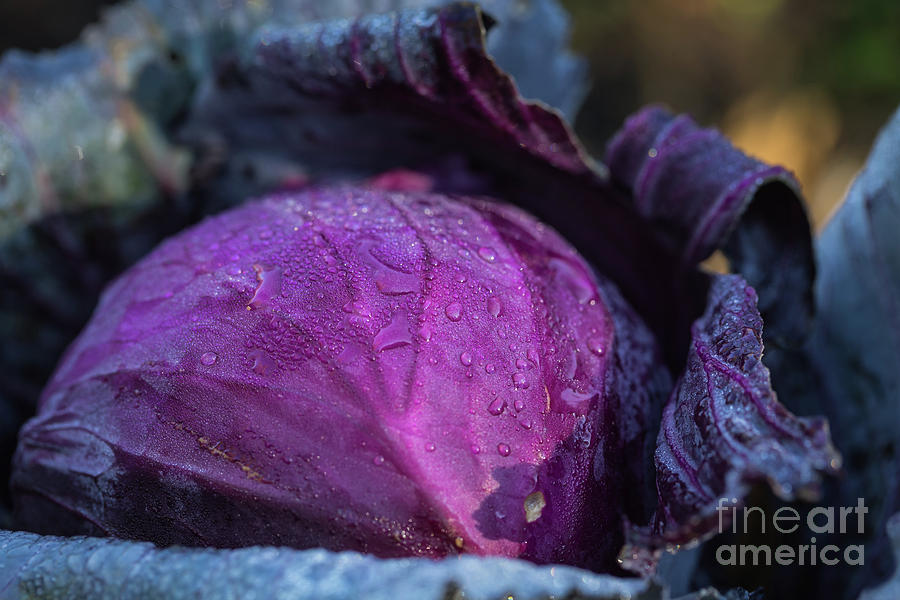 Vegetable Photograph - Red Cabbage by Eva Lechner
