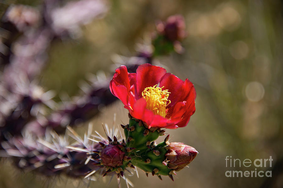 Saguaro National Park Photograph - Red Cactus Bloom by Bob Phillips