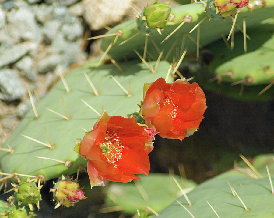 Red Cactus Blooms Photograph by Bill Barber