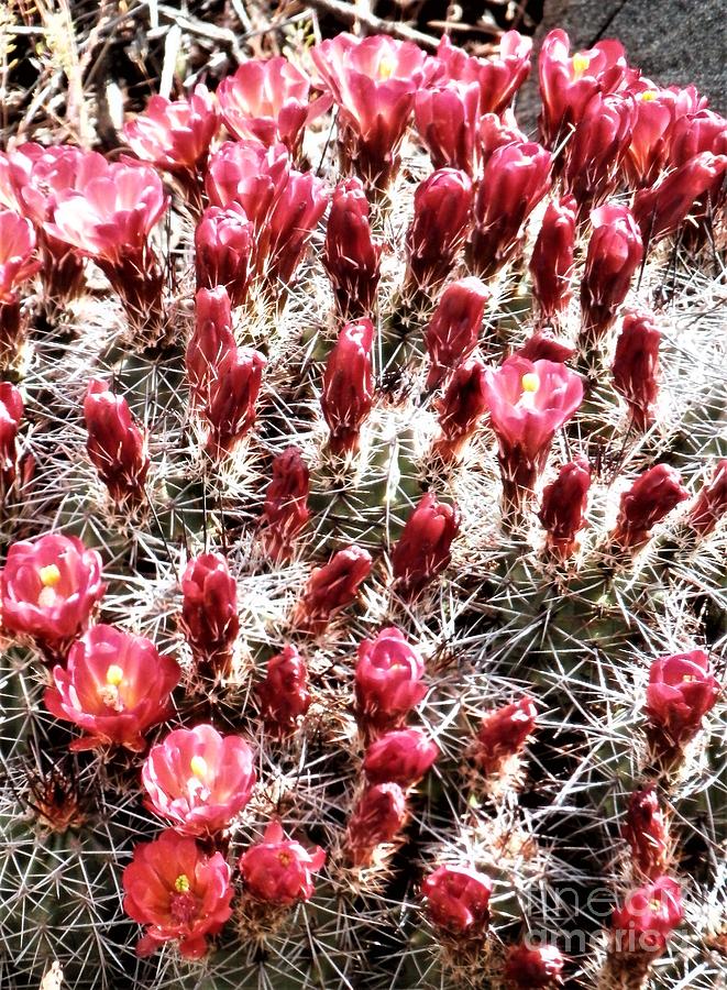 Red cactus family Photograph by Barbara Leigh Art
