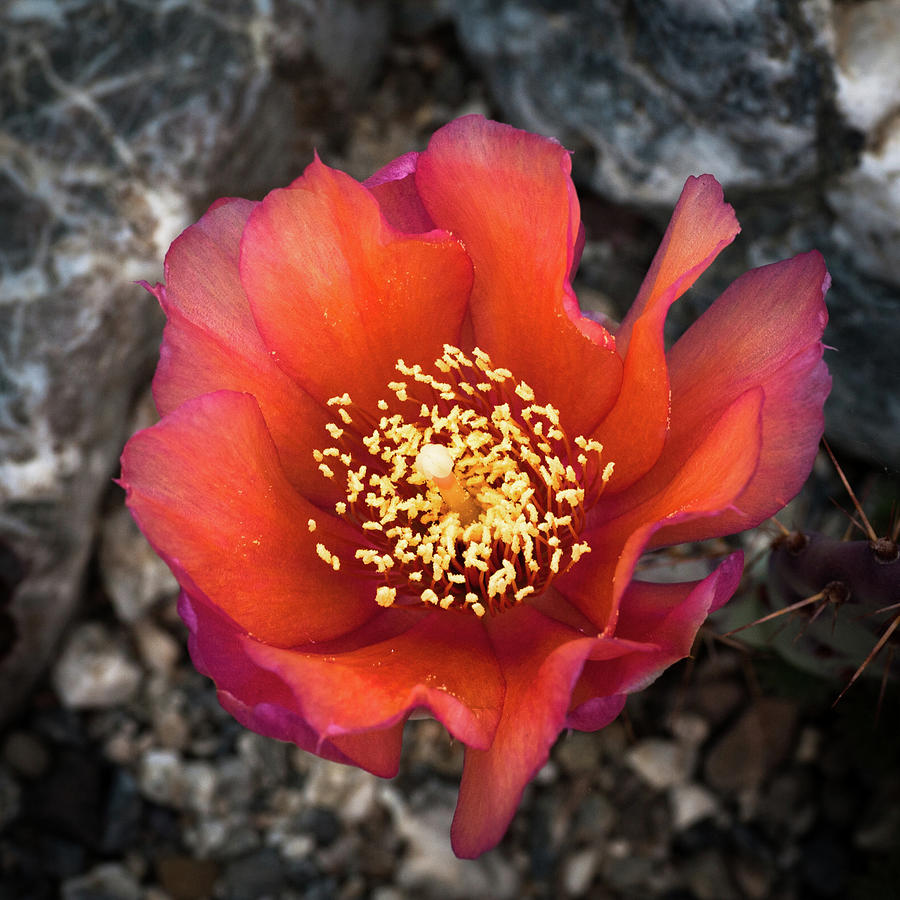 Red Cactus Flower Photograph by Catherine Lau