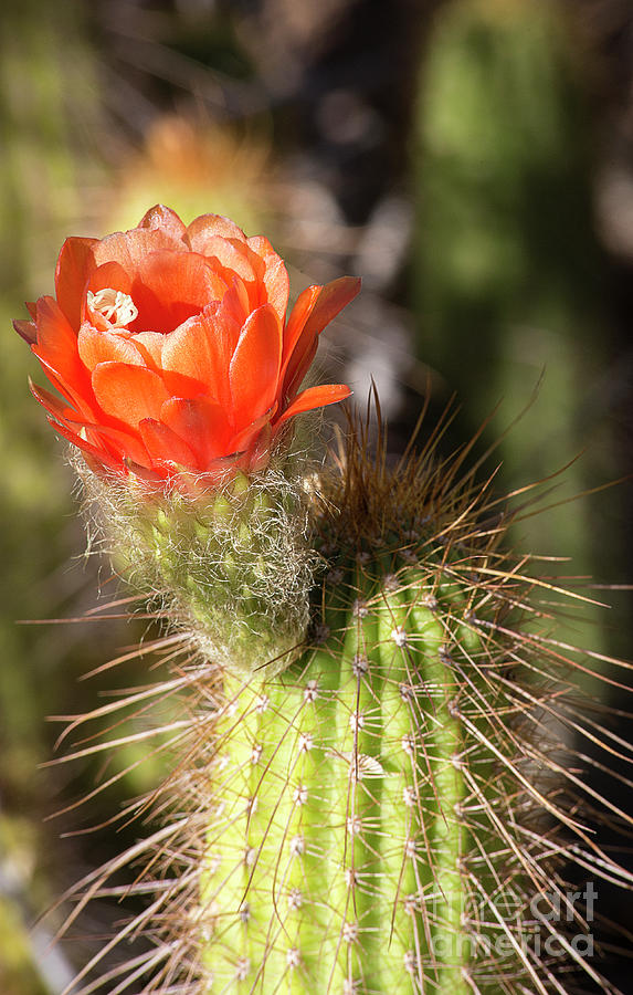 Red Cactus Flower Photograph by Elisabeth Lucas | Fine Art America