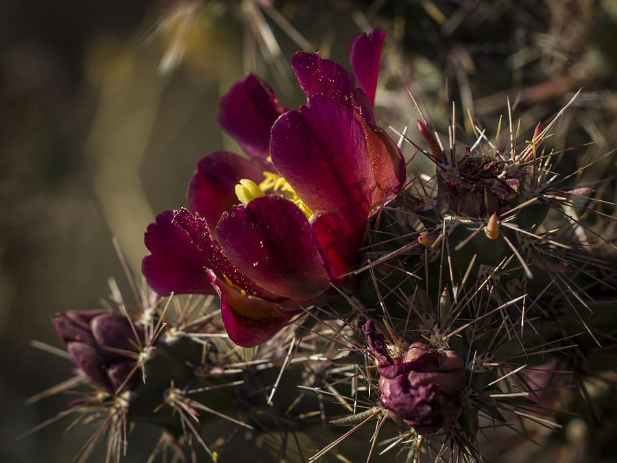 Red Cactus flower Photograph by Jean Noren
