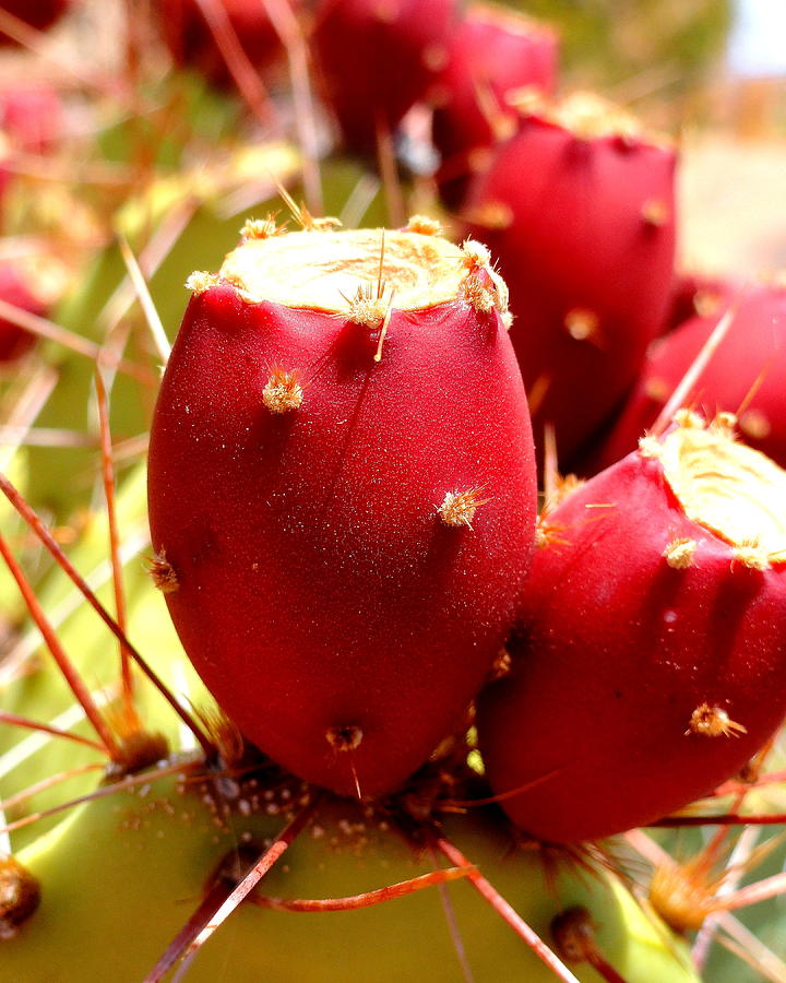 Red Prickly Pear Cactus Flower Photograph by Arvin Miner - Fine Art America