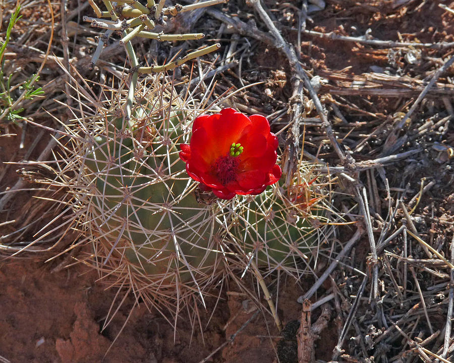 Red Cactus Flower Photograph by Lawrence S Richardson Jr