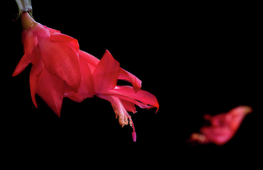 Red cactus flower Photograph by Michalakis Ppalis