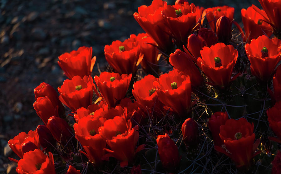 Flower Photograph - Red Cactus Flower by Subhadra Burugula
