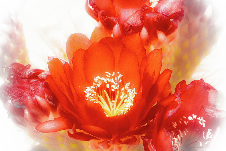 Red Cactus Flowers Digital Art by Bonnie Follett