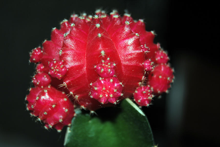 Nature Photograph - Red Moon Cactus by Isam Awad