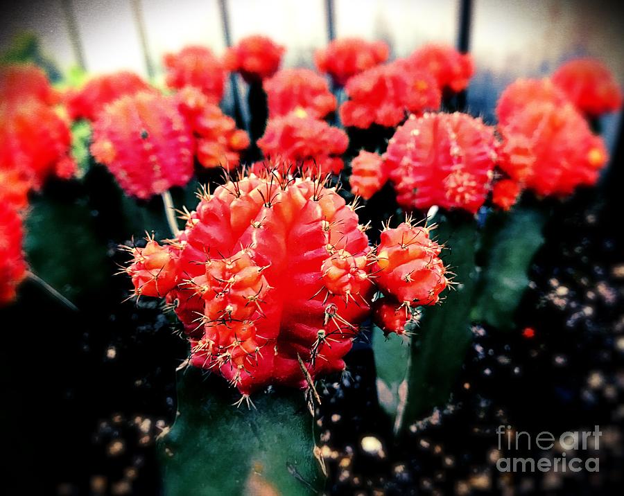 Red Cactus Photograph by JB Thomas
