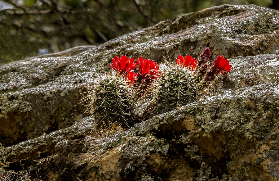 Red Cactus Temptation Photograph by Jean Noren
