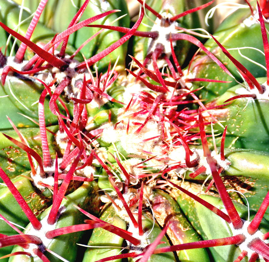 Red Cactus Thorns Photograph by Amy McDaniel