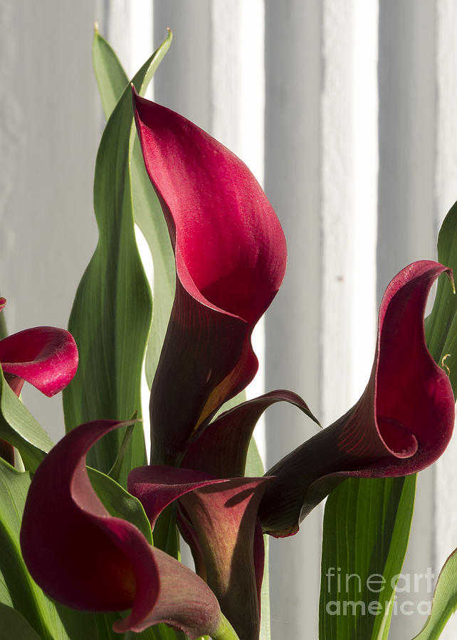 Red Cala Lilies Photograph by Lili Feinstein