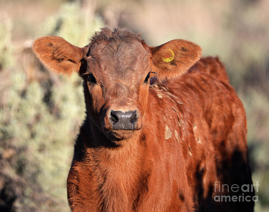 Red Calf Photograph by Denise Bruchman