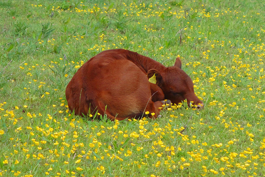 Red calf in the buttercup meadow Photograph by Susan Baker