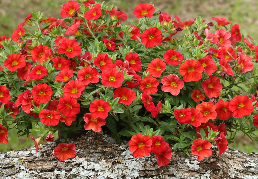 Red Calibrachoa Flowers Photograph by Sheila Brown