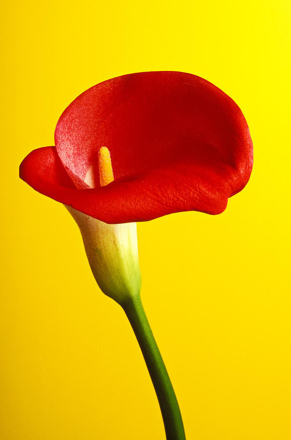 Still Life Photograph - Red calla lilly  by Garry Gay