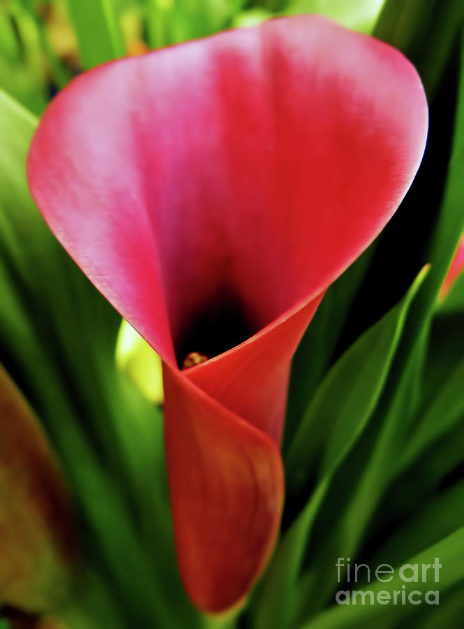 Red - Calla Lily - Flower Photograph by D Hackett